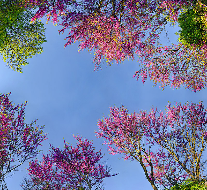 Blossoming Spring Trees